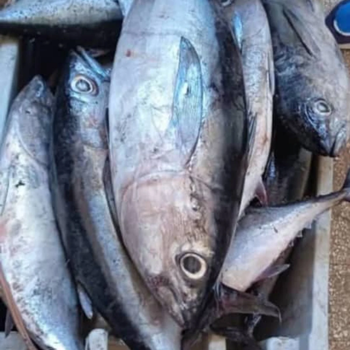 Pescado Bonito