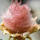 Rosa picture